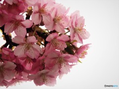 春色～ⅲ