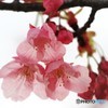 陽光も咲くラ～ⅱ