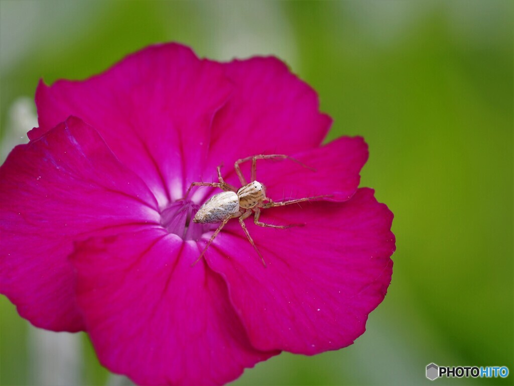 花の番人