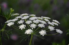初夏の花ー２