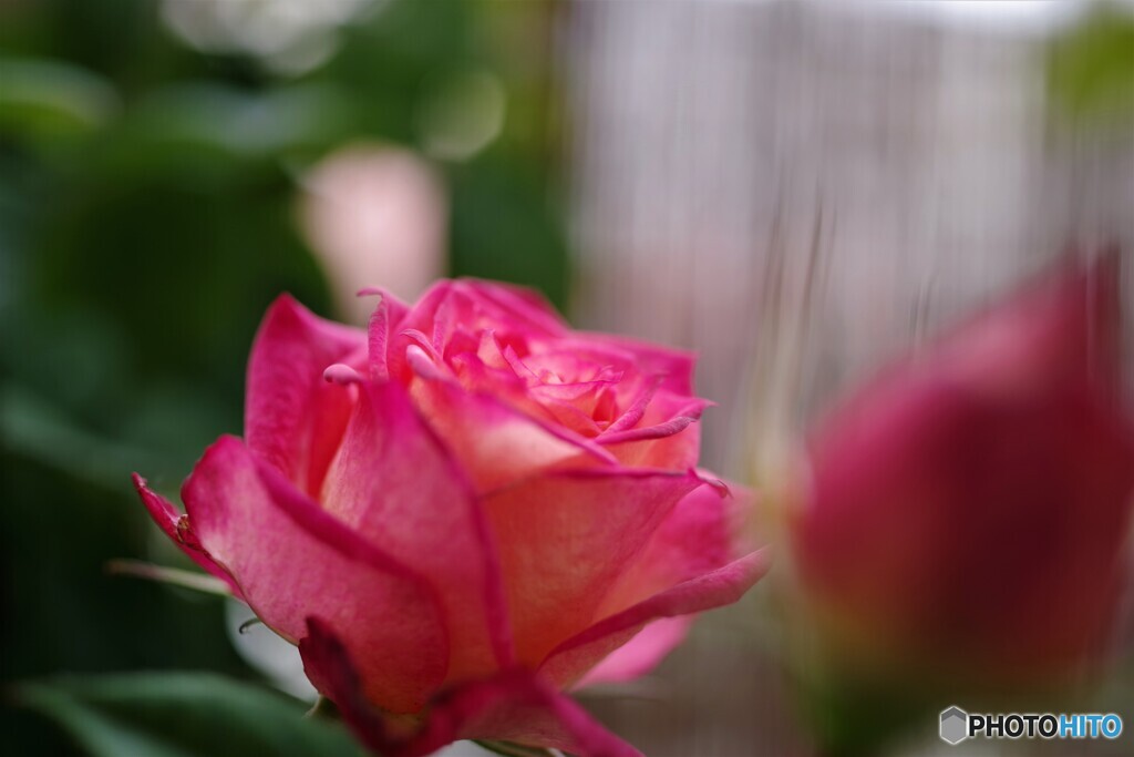 冬の薔薇の思い出～ⅱ