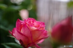 冬の薔薇の思い出～ⅱ