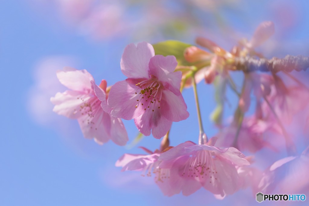 河津桜の宴～ⅳ