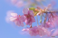 河津桜の宴～ⅳ