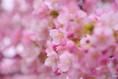 河津桜見頃ⅱ