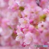 河津桜見頃ⅱ