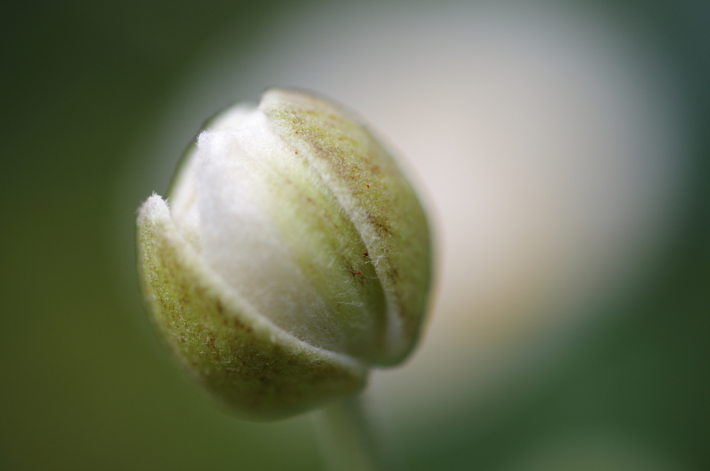 秋の蕾