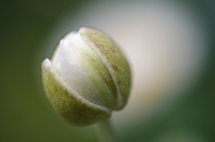 秋の蕾