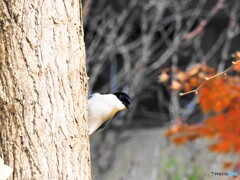 ひょこり