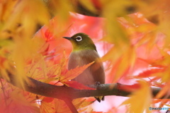 紅の中でー④