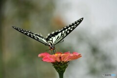 残花で食事