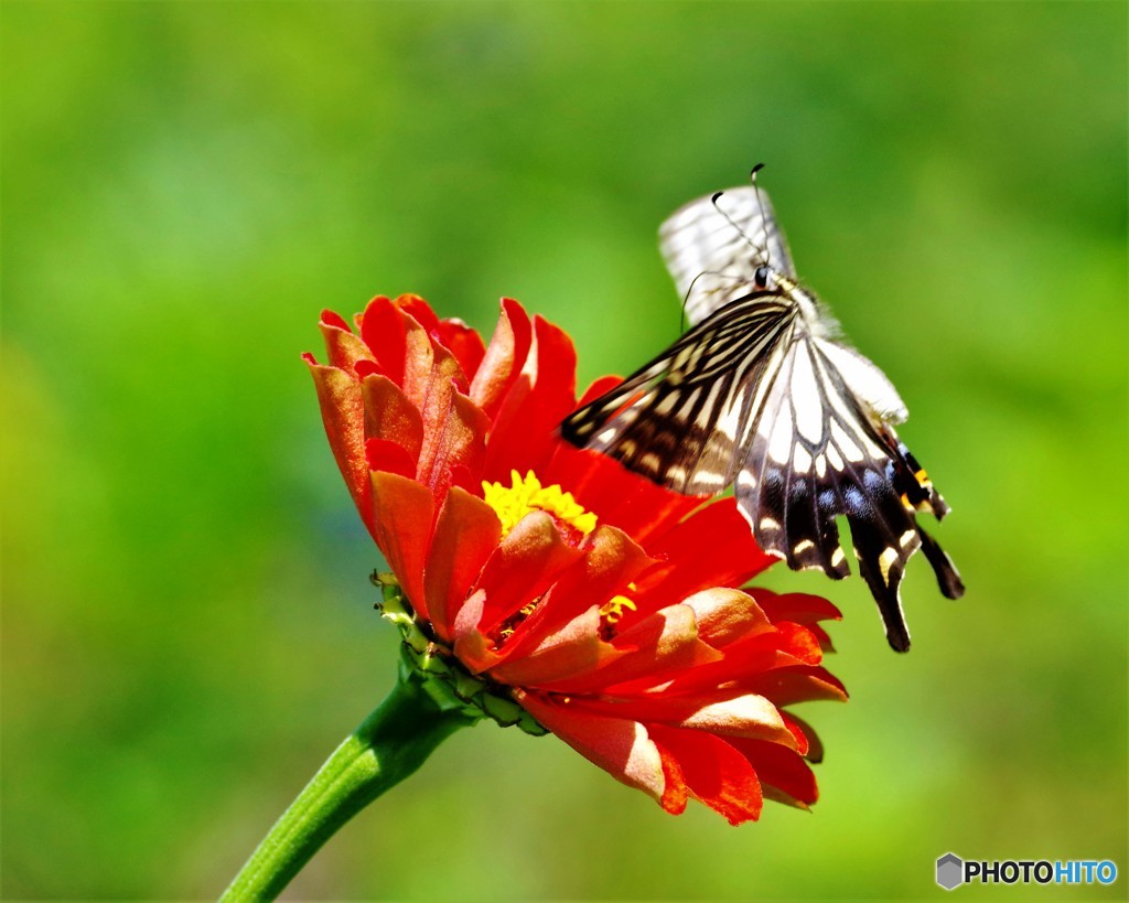 真夏のアゲハ～③