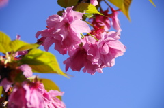 桜いろいろー８