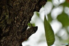 夏の調べ