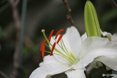 次々と咲く