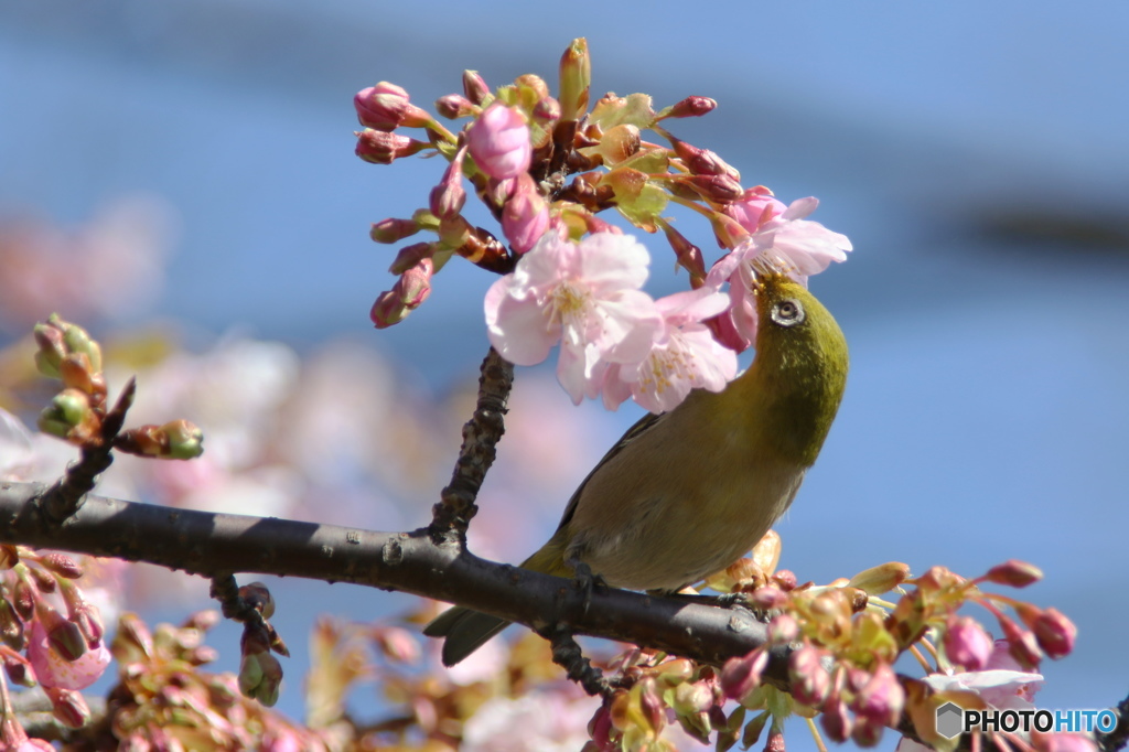 桜ジロー①