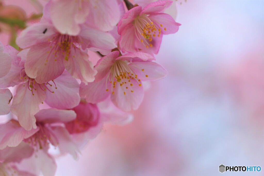 桜便り～ⅹ