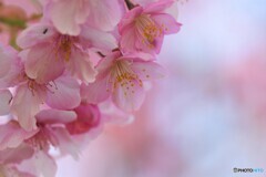 桜便り～ⅹ