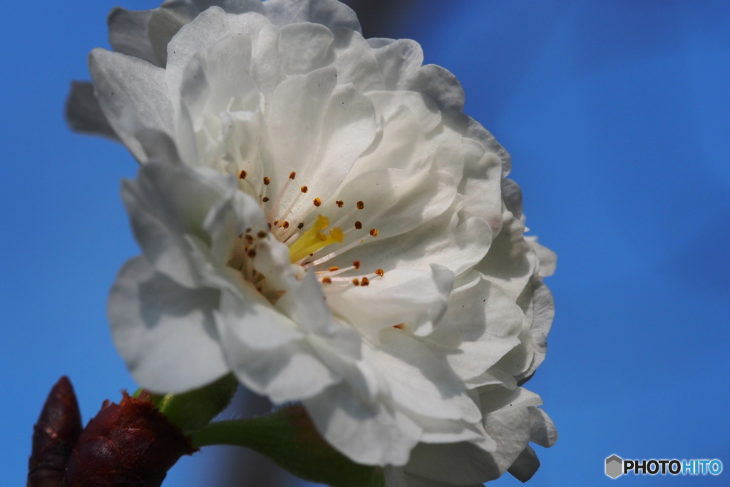 冬桜。