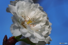 冬桜。