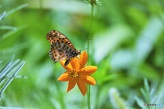 夏の虫たち～ⅲ