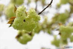 八重桜便り～ⅳ