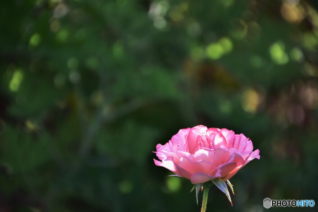 盛夏の薔薇、、、。