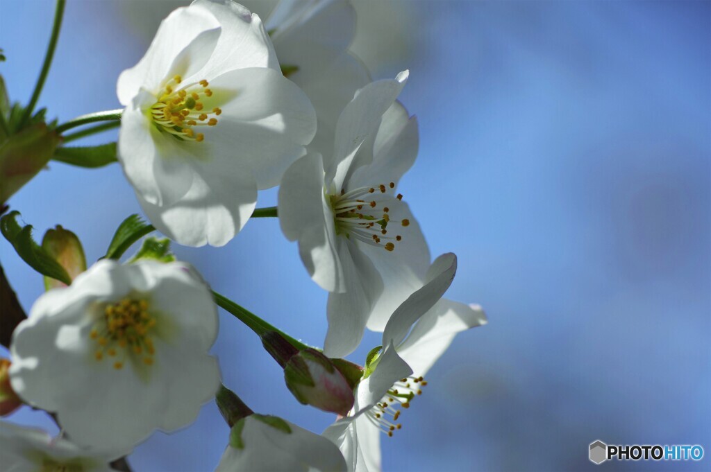 大島桜だより～①