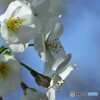 大島桜だより～①