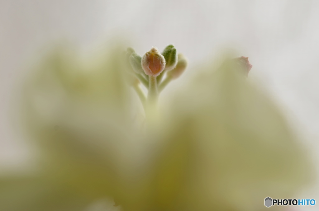 我が家の華ーⅤ