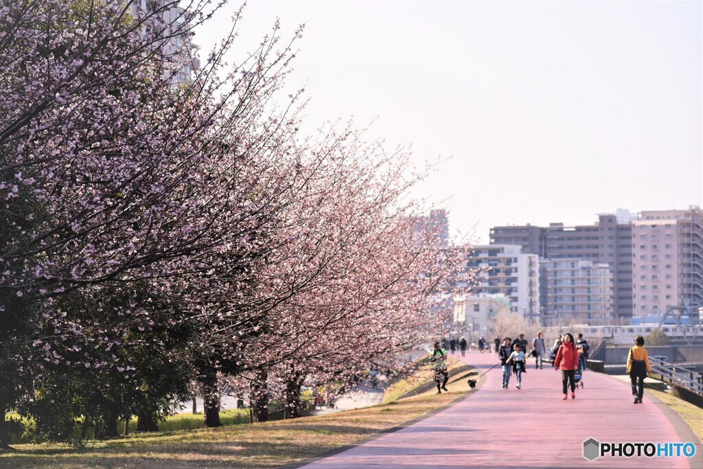 春のうららの隅田川～ⅱ