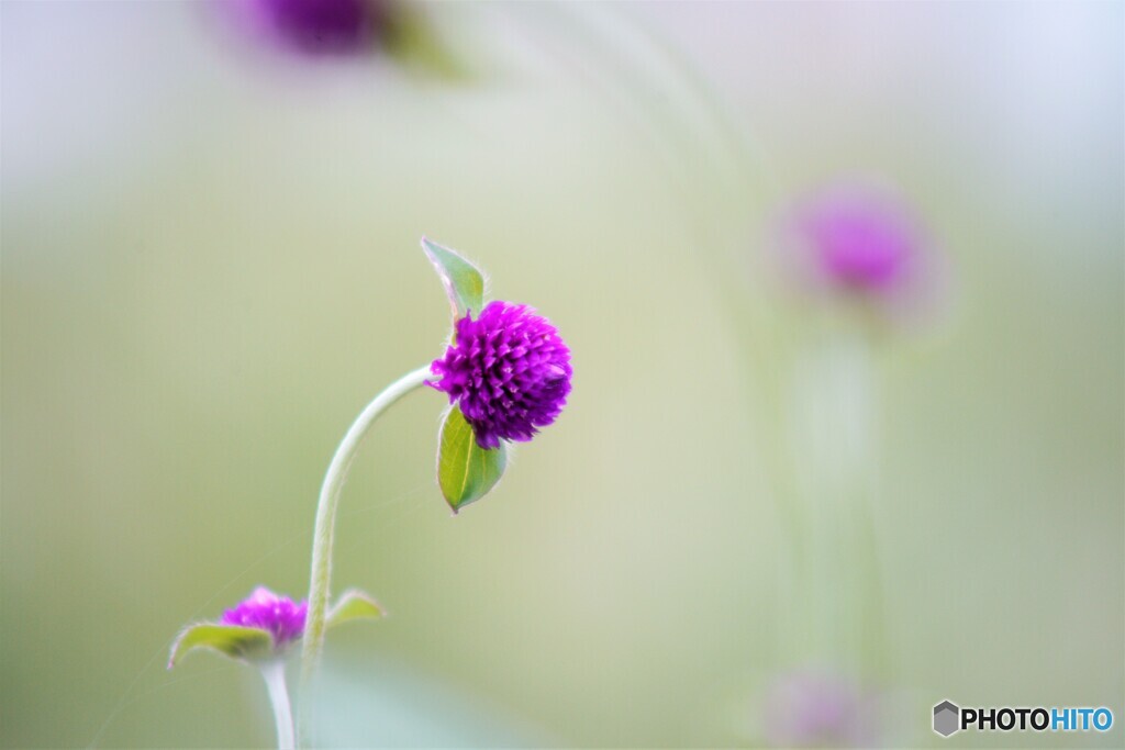 Everlasting flower