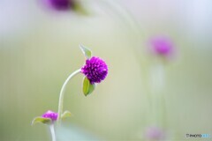 Everlasting flower
