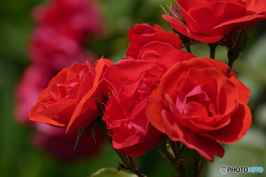 紅い薔薇