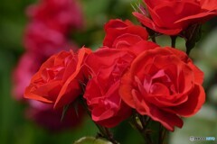 紅い薔薇
