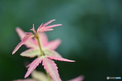 秋に進む。