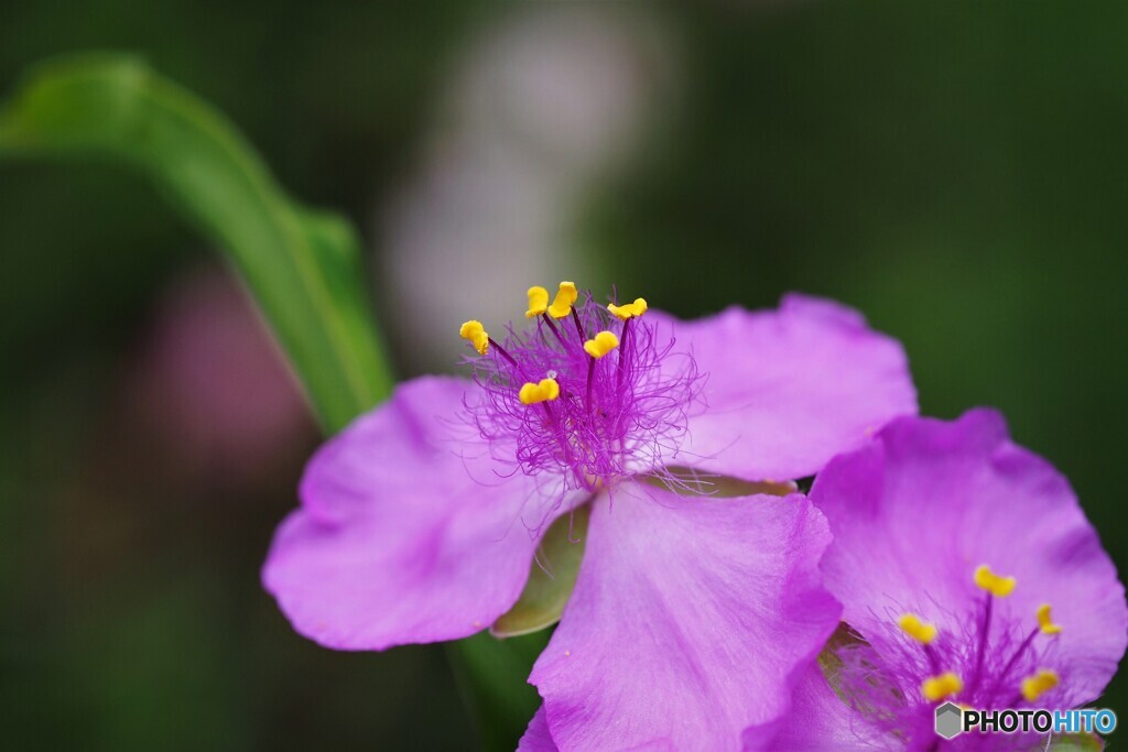 水無月に見る花