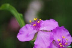 水無月に見る花