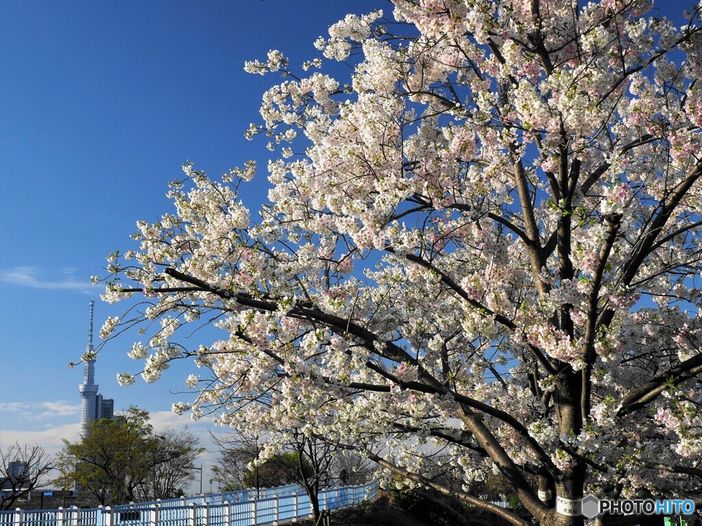 ２０２１桜前線～ⅶ