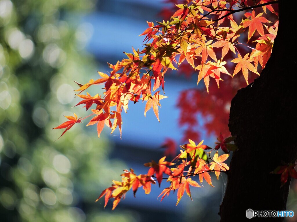 残紅もみじ～ⅱ