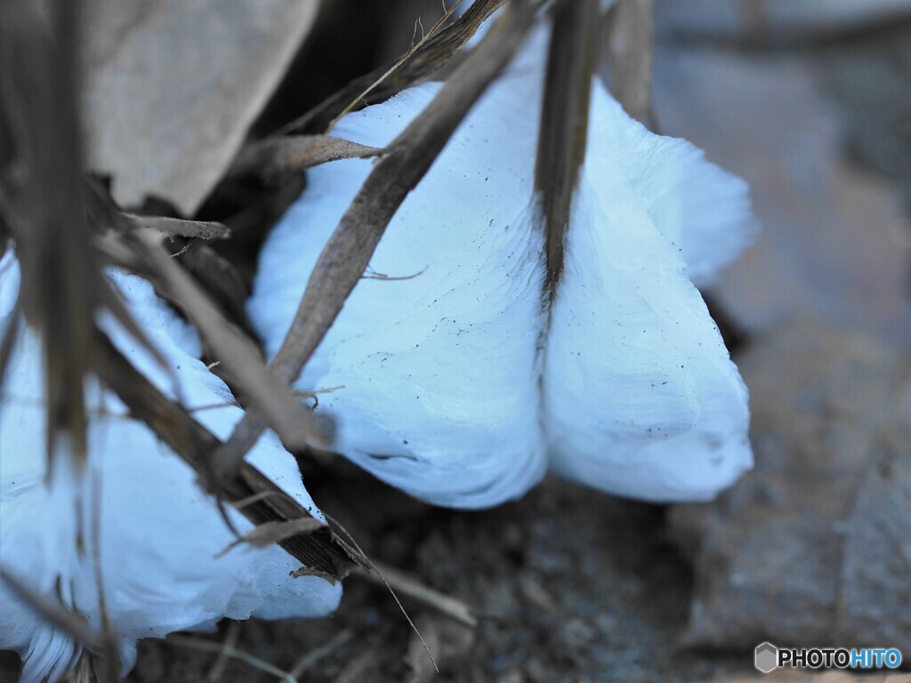 霜柱？？