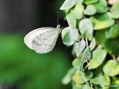 冬の蝶達～ⅴ