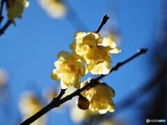 花だより～ⅷ