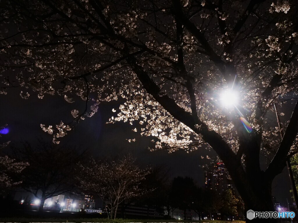 汐入夜桜～ⅱ