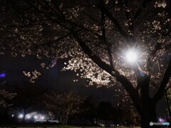 汐入夜桜～ⅱ