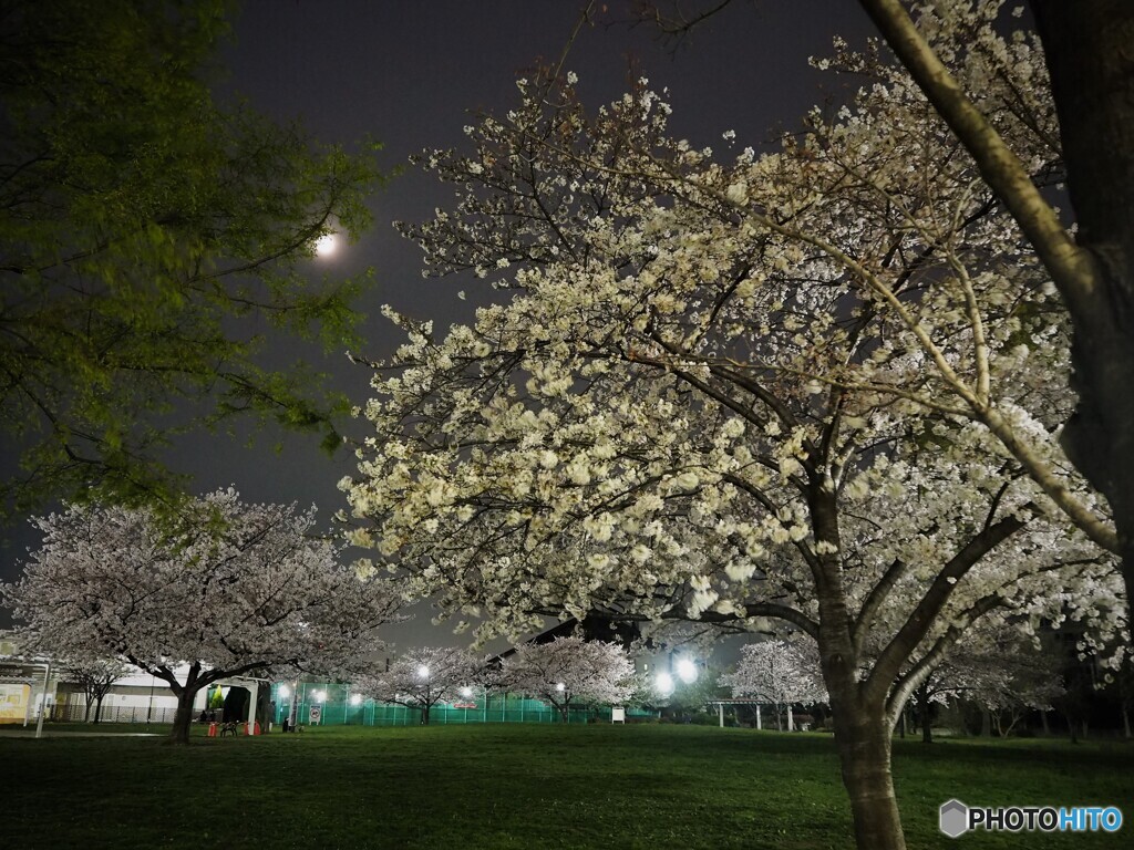 夜桜と朧月夜