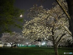 夜桜と朧月夜