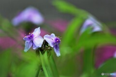 ひとときの幸せ～ⅲ