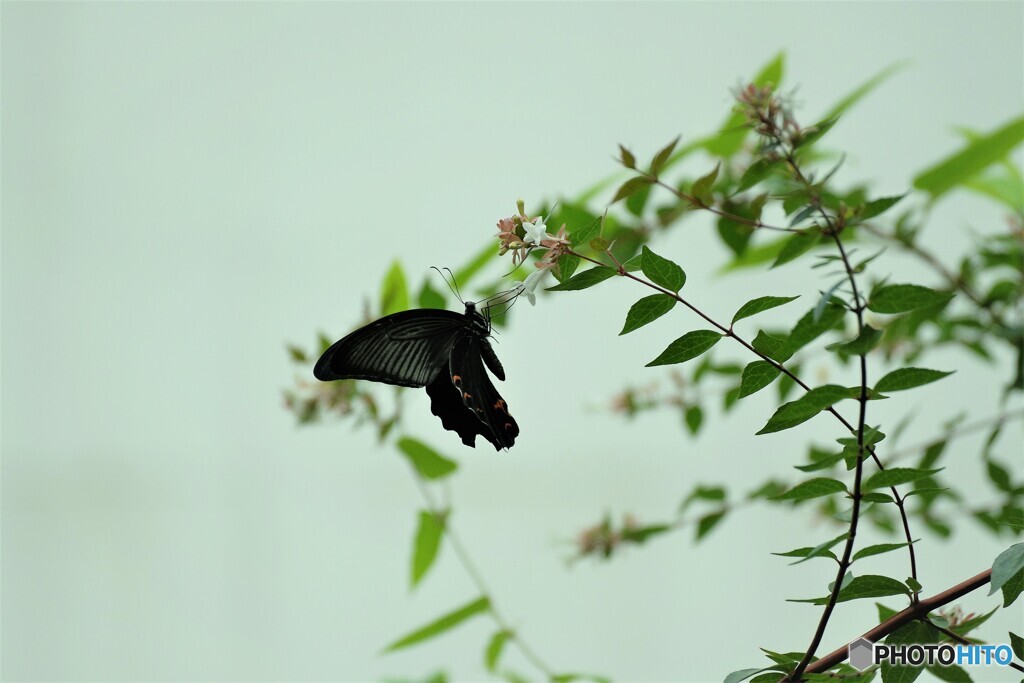 少ない花に蜜を求めて