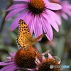 豹柄の華
